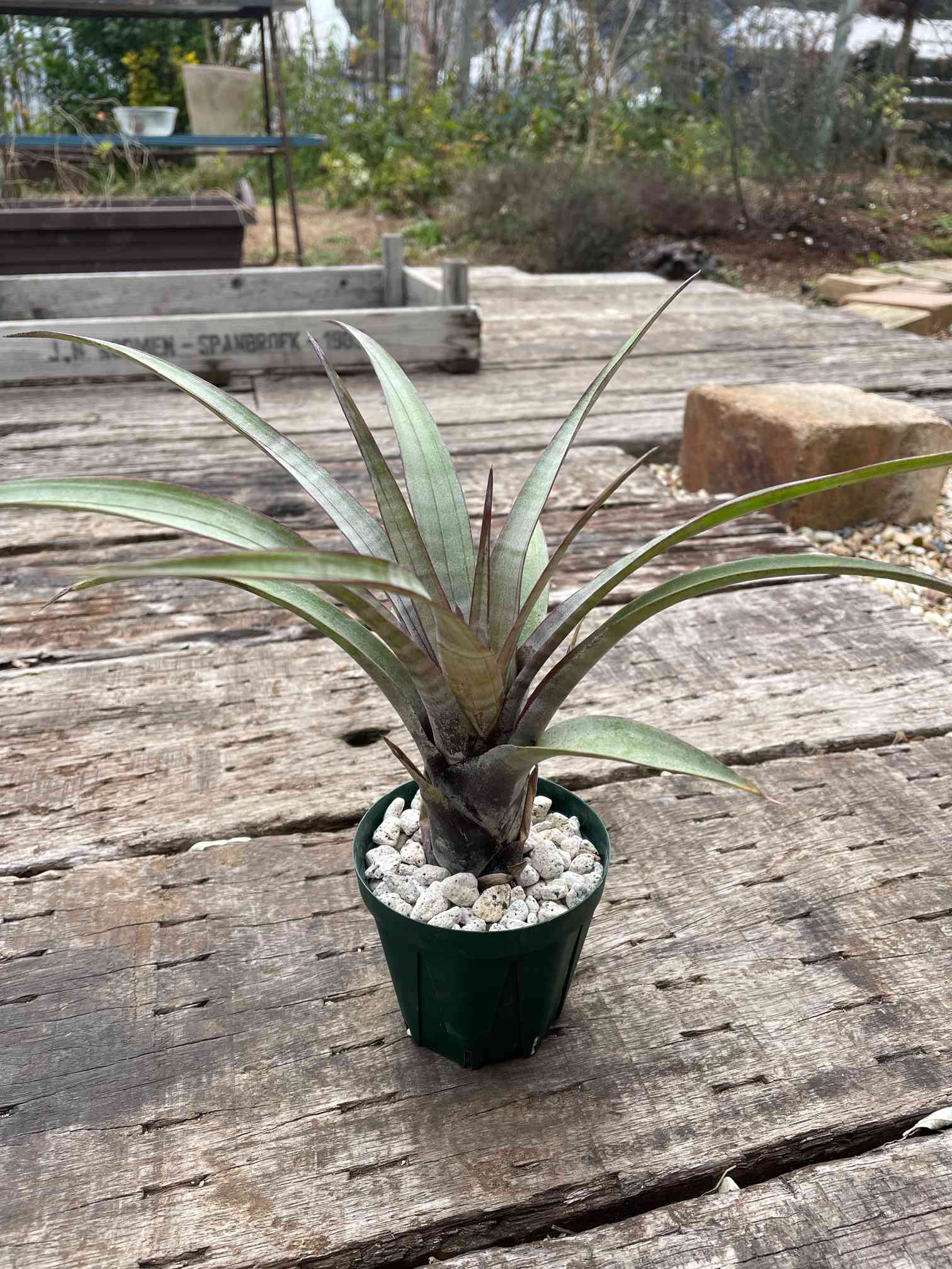 ヒルダエの成長記録｜🍀GreenSnap（グリーンスナップ）