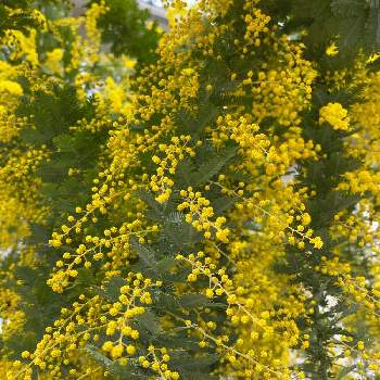 ミモザの花の画像 by カンカンさん | 玄関とおうち園芸と黄色といいお天気☀️とミモザの花と花のある暮らし