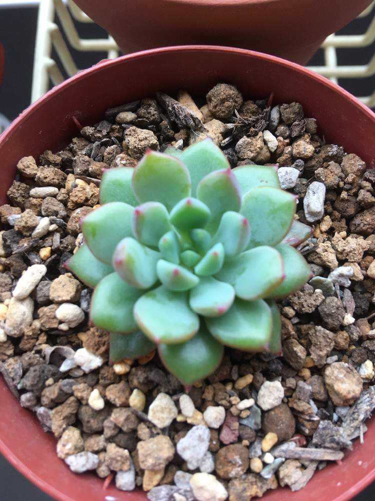 エケベリア風緑成長記｜🍀GreenSnap（グリーンスナップ）