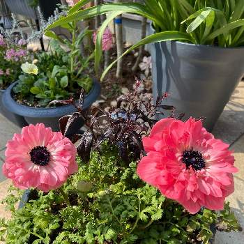 ストロビランテス ブルネッティーの投稿画像一覧 Greensnap グリーンスナップ