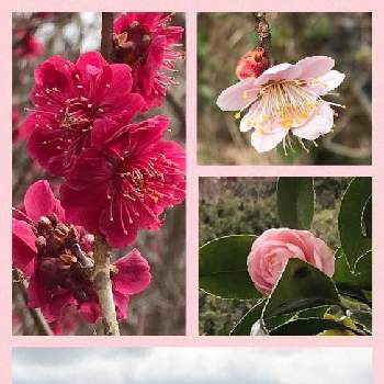 ピンクの椿の画像 by greenさん | 広い庭とピンクの梅の花とピンクの椿と花桃の花と小さな田舎の春