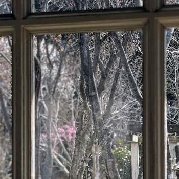 ウメ✽の画像 by 秋草さん | 広い庭とアカシデとウメと白梅とジューンベリーと枝垂れ梅とピンクワールドへ ようこそとウメ✽と【額縁シリーズ】