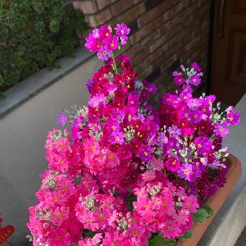サクラソウ マラコイデスの画像 by チャッピーさん | 玄関とプリムラ マラコイデスとピンクの花とサクラソウ マラコイデス