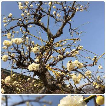 梅の木。の画像 by ゆみりんさん | お出かけ先と淡路島と国営明石海峡公園と梅の木。