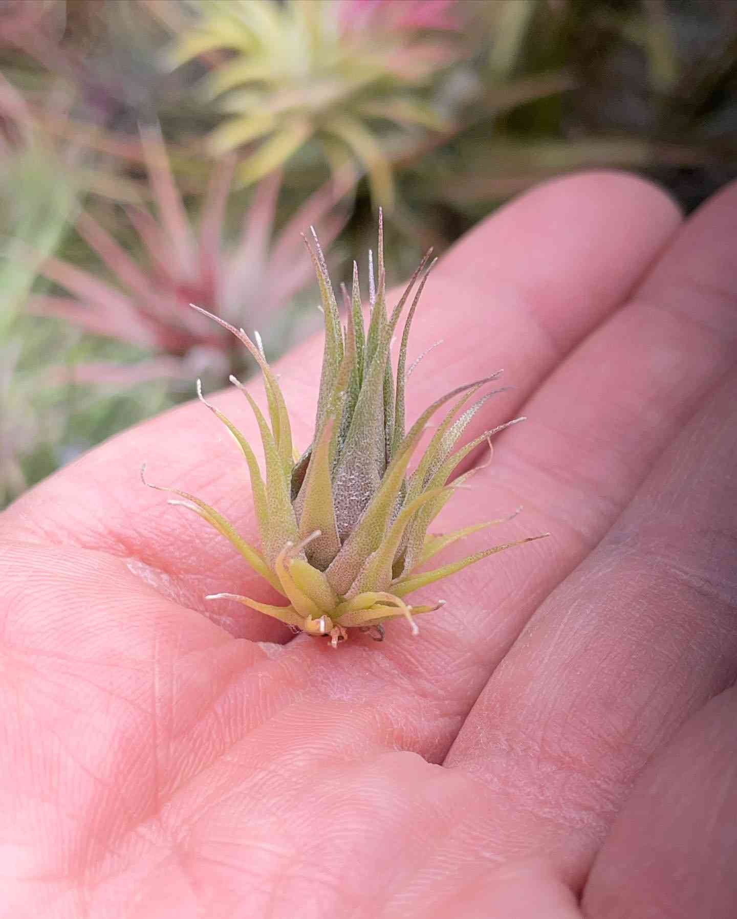 ブラジル赤花の一覧｜🍀GreenSnap（グリーンスナップ）