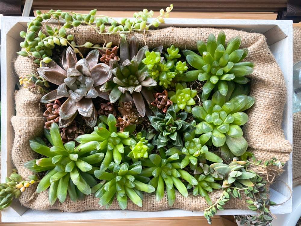 多肉植え替え22 屋内 Greensnap グリーンスナップ