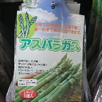 野菜苗の画像 by Akiさん | お出かけ先と野菜苗と野菜栽培