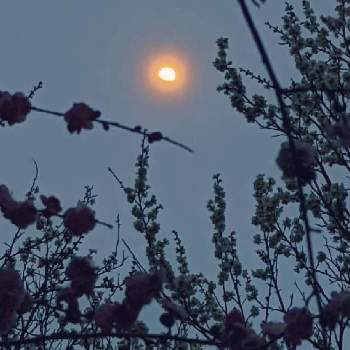 ウメ✽の画像 by 秋草さん | 広い庭と枝垂れ梅とウメと白梅と夜空を眺める会と空✽とウメ✽