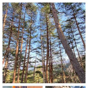 アカマツの画像 by garden eijiさん | アカマツと山歩きとわれら樹木探検隊とわれら樹木探検隊〜始まりはリョウブ