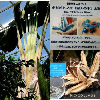 タビビトノキ,福岡市動植物園,お花見散歩,葉っぱフェチ,withグリーンの画像
