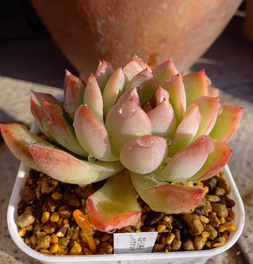 多肉植物　ハオルヤ エケベリア ハウォルヤ Echeveria 'Hawolya'｜多肉植物図鑑