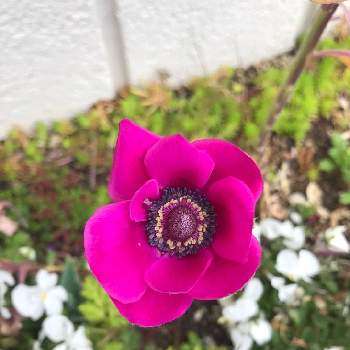 西側の花壇の投稿画像一覧 Greensnap グリーンスナップ