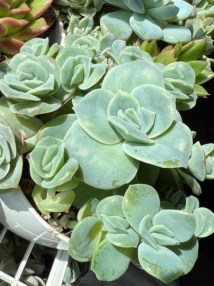 ❤️専用❤️☆39❤️ラブリーローズ錦❤️葉挿しっ子♪ 【公式通販】