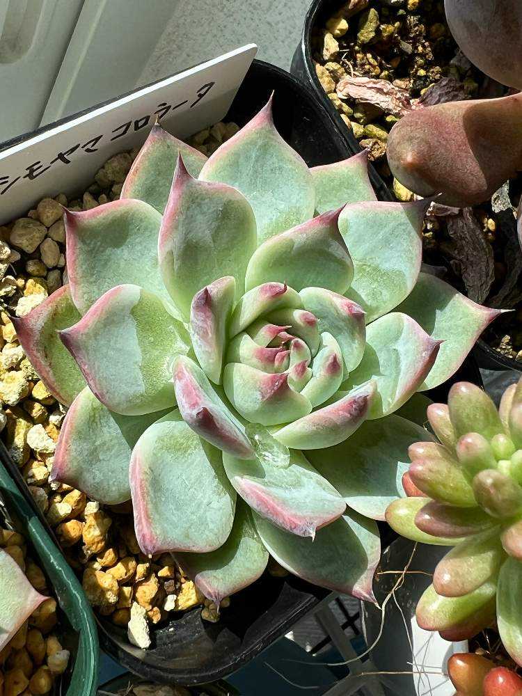 葉挿し苗✨コロラータデザートハーモニー✨ 葉挿し苗✨コロラータデザートハーモニー✨ 双葉の移植が成功した