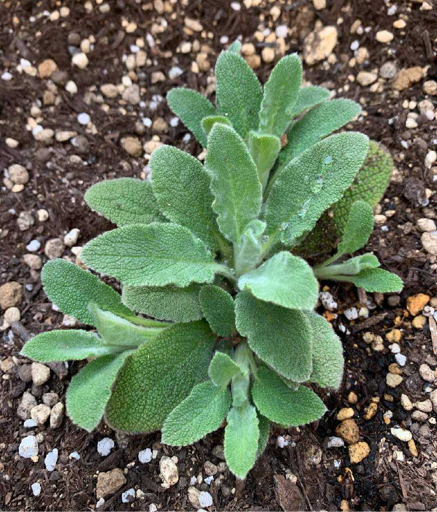 ラムズイヤー Greensnap グリーンスナップ