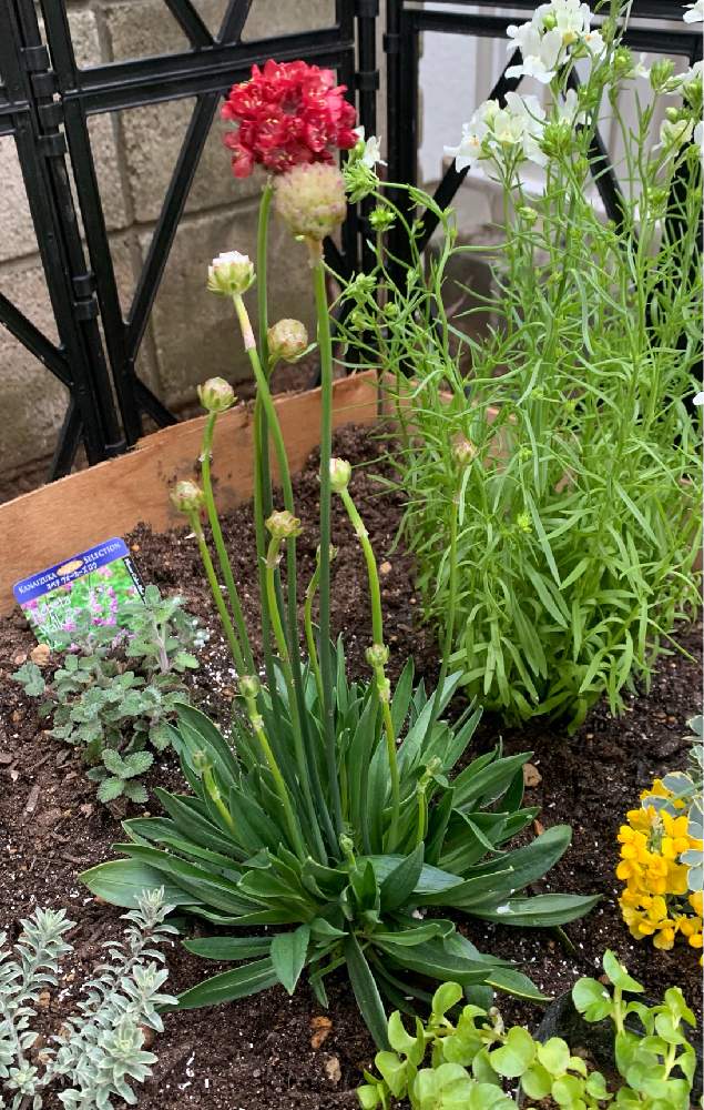 アルメリアバレリーナ Greensnap グリーンスナップ