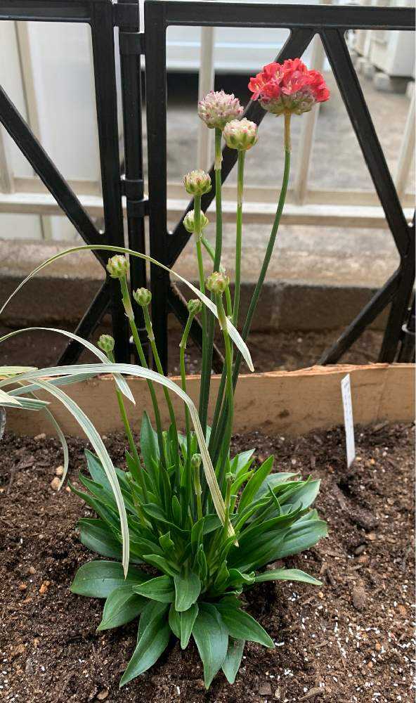 アルメリアバレリーナ Greensnap グリーンスナップ