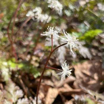荻野運動公園の投稿画像一覧 Greensnap グリーンスナップ