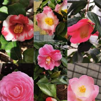 金魚葉椿の投稿画像一覧 Greensnap グリーンスナップ