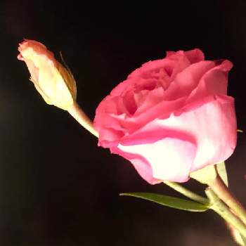 頑張ってね♡の画像 by 花土葉さん | 部屋と今日も笑顔で♡と笑ってねとピンクの花と頑張ってね♡とトルコキキョウ。とおはよう