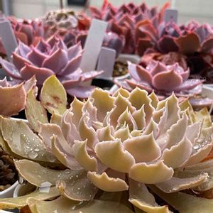 シャビアナ ペレグリナ,シャビアナ ペレグリナ,多肉植物,エケベリア属,多肉大好きの画像