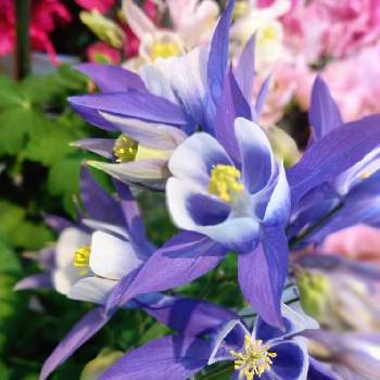 紫・むらさき・バイオレットの画像 by シェリーさん | お出かけ先とオダマキと元気いっぱいと元気な月曜日❗️と♡今日のお花♡と✨キラキラ✨とホームセンターにてとパープル　紫と今日のお花と＊今日のお花＊と今日も素敵な1日を〜といつも心に太陽をと オダマキと美しい✨✨と紫・むらさき・バイオレットと今日のお花❀と素敵な1日をとオダマキ♪とオダマキの花とパープル♡とパープルの花