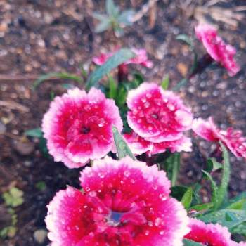 トコナツナデシコの画像 by さんごさん | 小さな庭とトコナツナデシコと雨上がりと花粉症に負けないとピンク ぴんく Pinkとピンクワールドへ ようこそ