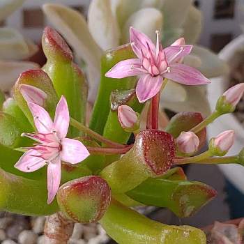 ゴーラム宇宙の木の投稿画像一覧 Greensnap グリーンスナップ