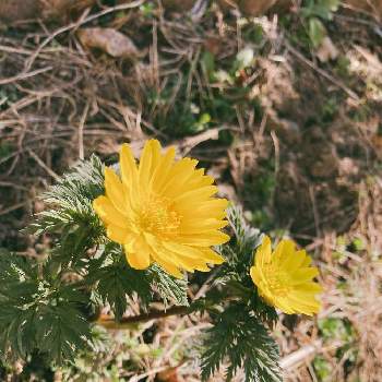 福寿草 の投稿画像一覧 Greensnap グリーンスナップ