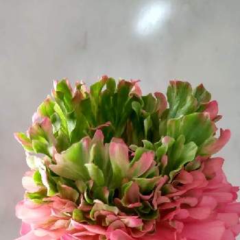 ラナンキュラス シストロンの投稿画像一覧 Greensnap グリーンスナップ