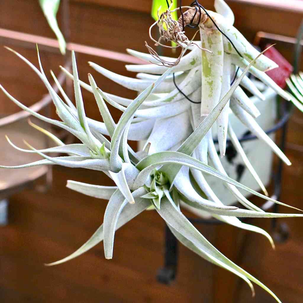 子株ができたチランジア・アルビダ｜🍀GreenSnap（グリーンスナップ）