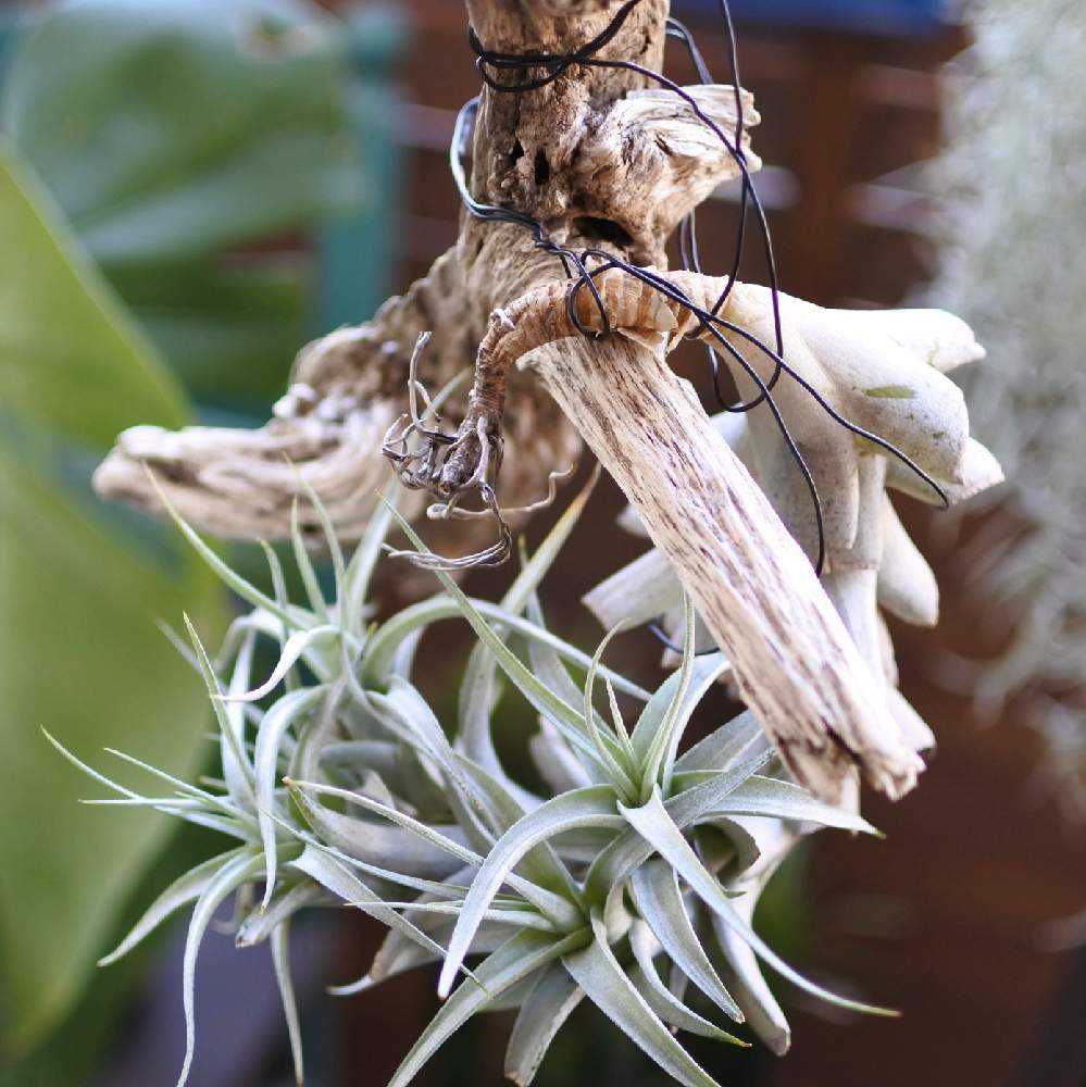 【大株】チランジア・アルビダ　子株20以上　エアプランツ 子株ができたチランジア・アルビダ｜🍀GreenSnap（グリーンスナップ）