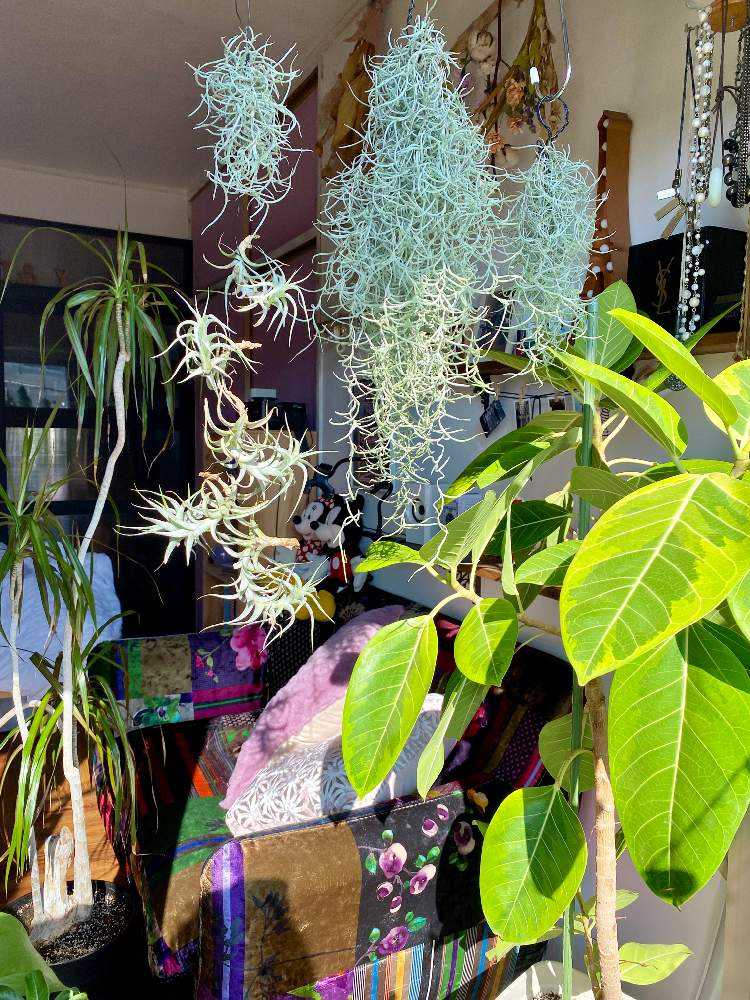 【大株】チランジア・アルビダ　子株20以上　エアプランツ 大株】チランジア・アルビダ 子株20以上 エアプランツ - メルカリ