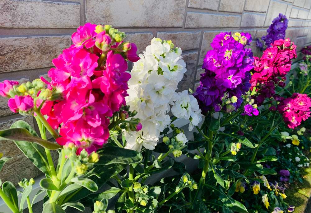 よく咲くスミレ スプレーストック 初めての種まき 採種まで Greensnap グリーンスナップ