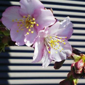 鉢植え植物の画像 by YUUKO☆2さん | 鉢植え植物と桜フォトコン2022
