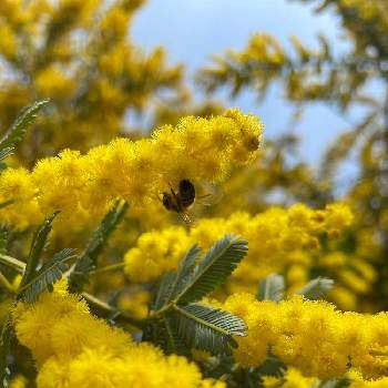 蜜蜂の好きな花の投稿画像一覧 Greensnap グリーンスナップ