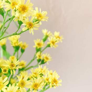 ソリダスター の投稿画像一覧 Greensnap グリーンスナップ