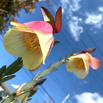 ピメレア ピソディスの投稿画像一覧 Greensnap グリーンスナップ ピメレア ピソディスの投稿画像一覧 Greensnap グリーンスナップ