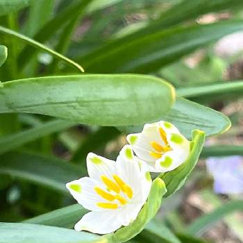 ヒガンバナ科スノーフレーク属の投稿画像一覧 Greensnap グリーンスナップ