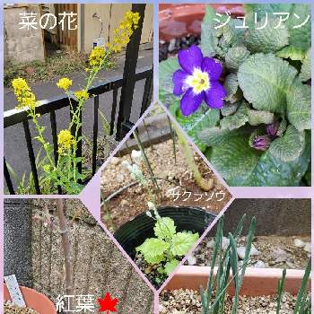  ジュリアンの画像 by かえる2021さん | 小さな庭と 紅葉とサクラソウ科と ジュリアンと 水仙と菜の花♪