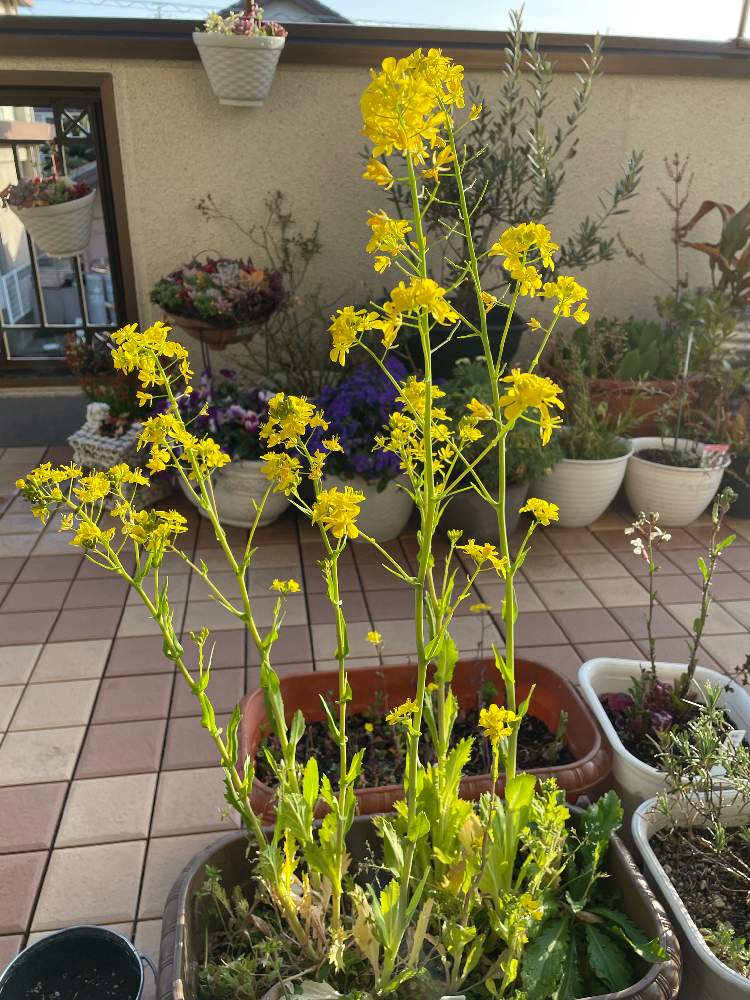 植物の生命力の投稿画像 By 杏仁さん こんな花が咲くのね と菜の花みたいとサラダ水菜とバルコニー ベランダと植物の生命力とこんな花が咲くのね と菜の花みたい 22月3月14日 Greensnap グリーンスナップ Greensnap グリーンスナップ 植物の生命力の投稿画像 By 杏仁さん こんな花が咲くのね と菜の花みたいとサラダ水菜とバルコニー ベランダと植物の生命力とこんな花が咲くのね と菜の花みたい 22月3月14日 Greensnap グリーンスナップ Greensnap グリーンスナップ