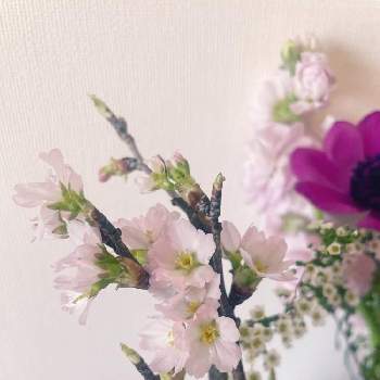 切花を楽しむの画像 by はなさん | 部屋とサクラと春のお花と切花と桜フォトコン2022とお花のある暮らしと切花を楽しむとiPhone撮影