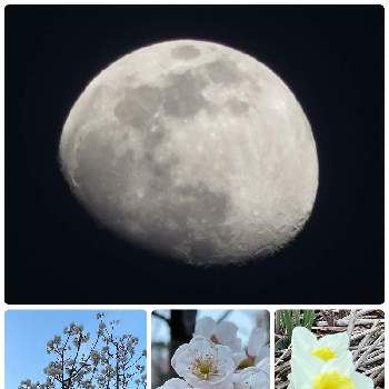 お月様の画像 by にぬさん | お出かけ先と水仙とサクラとピンクの花と開花中とお月様