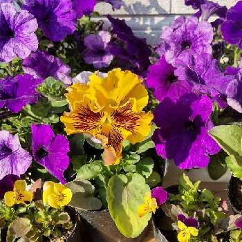 冬越しペチュニアの投稿画像一覧 Greensnap グリーンスナップ