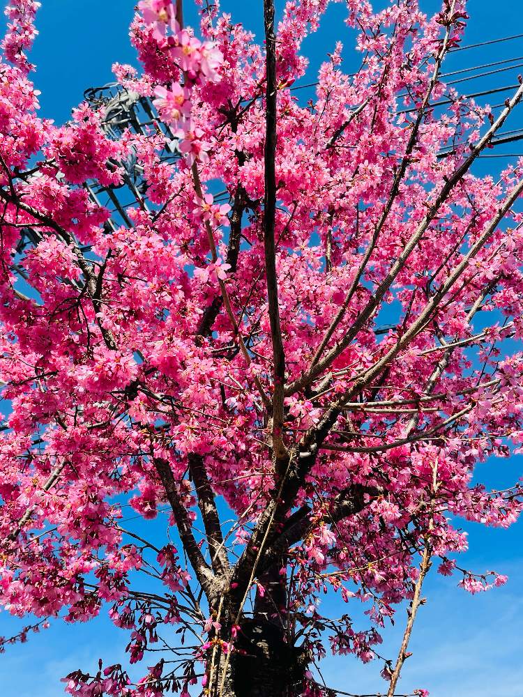 カンヒザクラの投稿画像 By レモン茶さん お出かけ先と濃いピンク色とピンク ピンクと青い空とと花言葉と 桜 リレー と桜色 と濃いピンク色とピンク ピンクと青い空とと花言葉と 桜リレー と桜色 22月3月14日 Greensnap グリーンスナップ