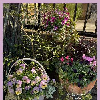 フリル咲きビオラ　シャルロットの画像 by tamagopanさん | エントランスとオリーブとガーデンシクラメンとフリル咲きビオラ　シャルロットとキンギョソウ　ブロンズドラゴンとビオラとラミウムとビオラ バニーイヤーとアリッサムとビオラ♡と寄せ植えと花のある暮らしと寄せ植え大好きとガーデンシクラメン 寄せ植えと大好きビオラ