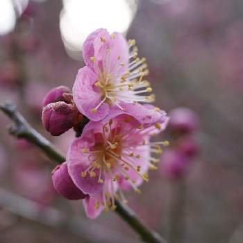 奈良県の画像 by HaRuさん | 梅「大盃」と奈良県と月ヶ瀬梅林と紅梅♪とお花見散歩