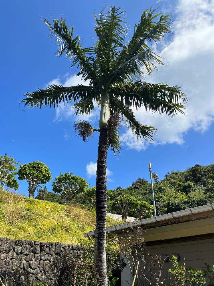 父島 レポート(ほぼヤシ🌴)｜🍀GreenSnap（グリーンスナップ）