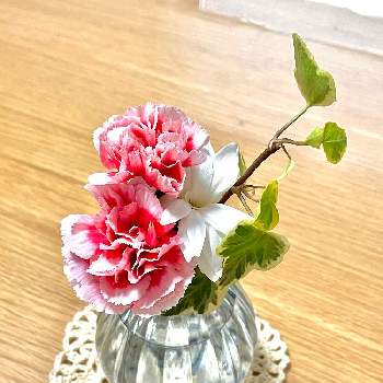 魔法の花瓶の投稿画像一覧 Greensnap グリーンスナップ