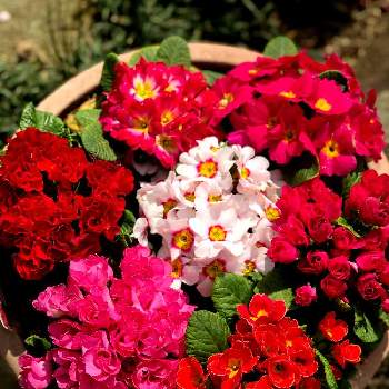 プリムラジュリアンばら咲きの画像 by みずたまさん | 小さな庭とプリムラ　ジュリアンとプリムラジュリアンばら咲きと蛍光カラーと半日陰とバイカラーと八重咲きとピンクのお花と赤い花とガーデニングとプリムラジュリアン♡とバラ咲ジュリアンの花ともりもりと寄せ植えと鉢植え